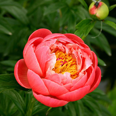 Paeonia 'Coral Charm'