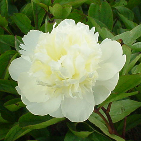 Paeonia lactiflora 'Charlie's White'