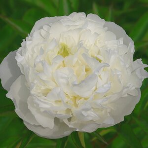 Paeonia lactiflora 'Duchesse de Nemours'