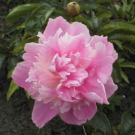 Paeonia lactiflora 'Monsieur Jules Elie'