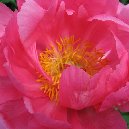 Paeonia lactiflora 'Sarah Bernhardt'