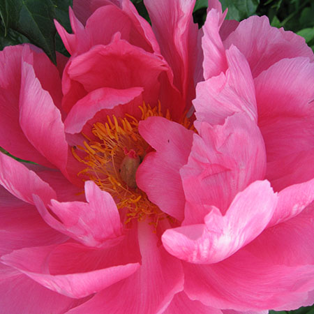 Paeonia lactiflora 'Sarah Bernhardt'