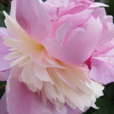 Paeonia lactiflora 'Sorbet'