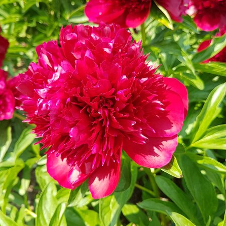 Paeonia 'Red Charm'