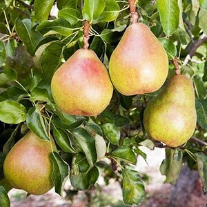 Pear 'Doyenne du Comice'