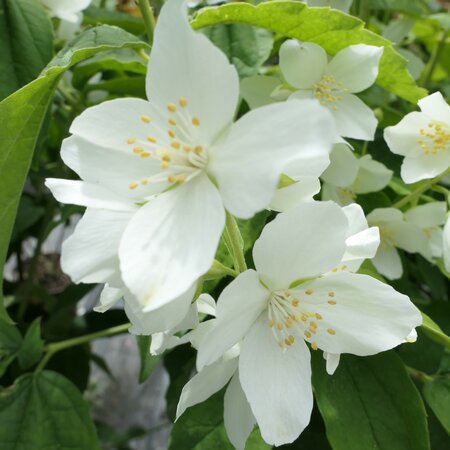 Philadelphus coronarius