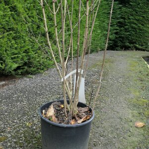 Philadelphus coronarius