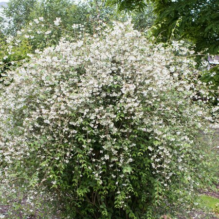 Philadelphus Fragrant Falls