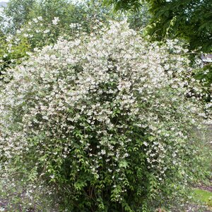 Philadelphus Fragrant Falls