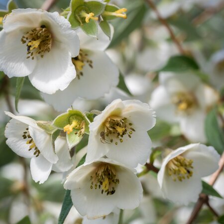 Philadelphus Fragrant Falls