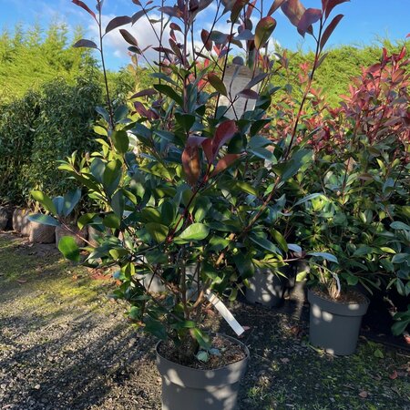 Photinia fraseri 'Red Robin' 12 litre pot