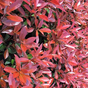 Photinia fraseri 'Red Robin'