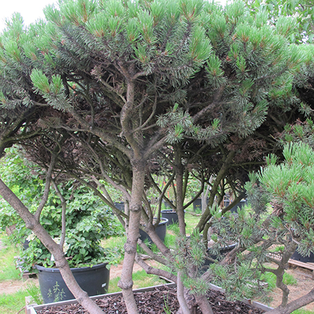 Pinus mugo mugo (syn mughus)