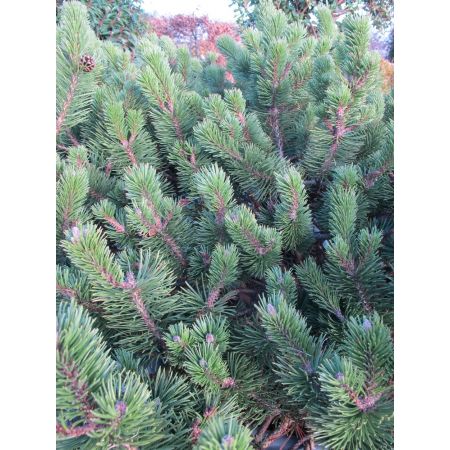 Pinus mugo Pumilio Group