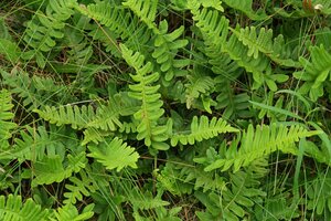 Polypodium vulgare