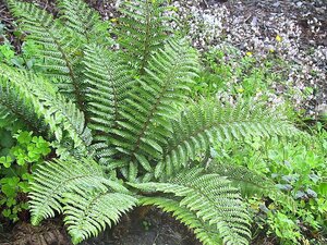 Polystichum aculeatum