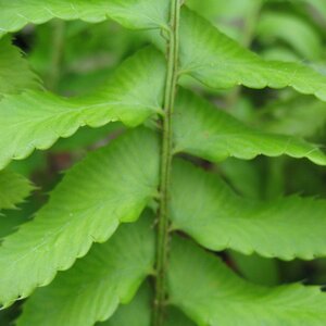 Polystichum munitum