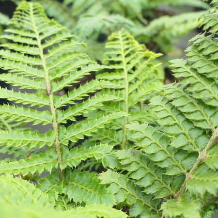 Polystichum polyblepharum