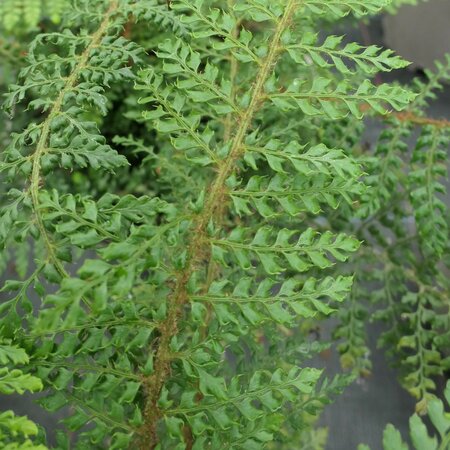 Polystichum setiferum Divisilobum Group