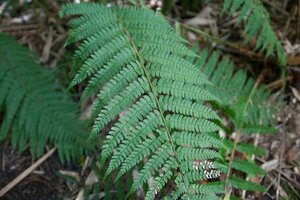 Polystichum setiferum 'Divisilobum Wollaston'