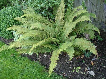 Polystichum setiferum 'Herrenhausen'