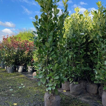 Prunus laurocerasus 'Rotundifolia'