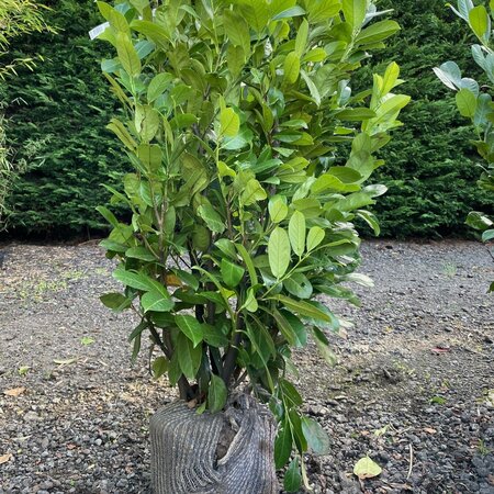 Prunus laurocerasus 'Rotundifolia'