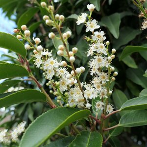 Prunus lusitanica 'Angustifolia'