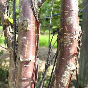 Prunus serrula 'Branklyn'