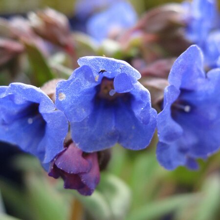 Pulmonaria 'Blue Ensign'