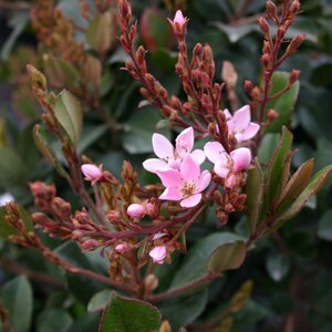 Rhaphiolepis indica Springtime