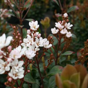 Rhaphiolepis umbellata 'Ovata'