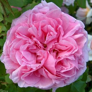 Rosa Comte de Chambord