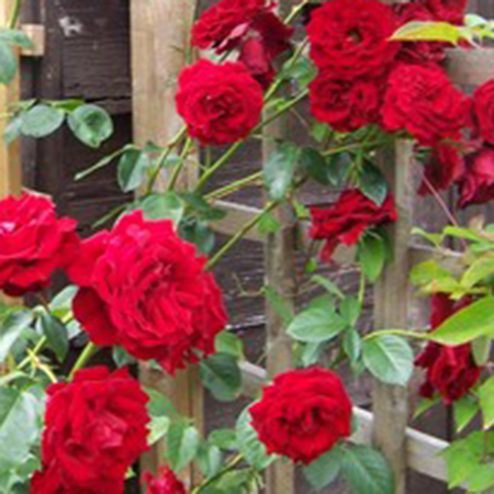 Rosa Crimson Cascade