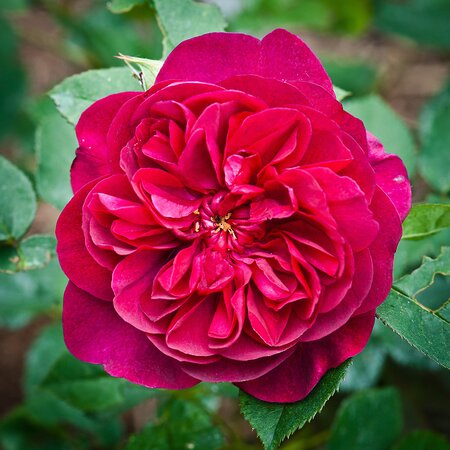 Rosa Darcy Bussell