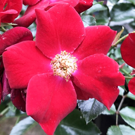Rosa Flower Carpet Ruby