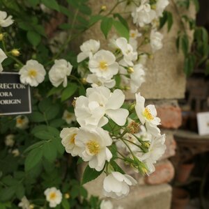 Rosa Rambling Rector