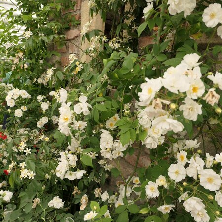 Rosa Rambling Rector