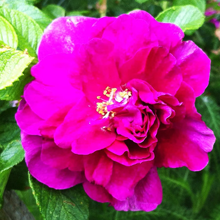Rosa Roseraie de L'hay