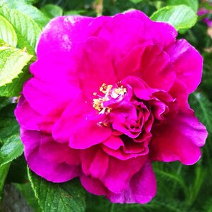 Rosa Roseraie de L'hay