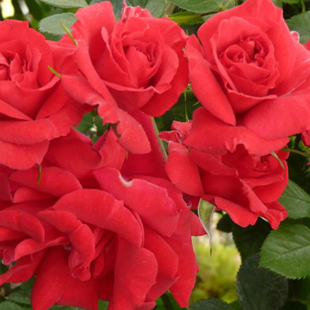 Rosa 'The Prince's Trust' (Clg)