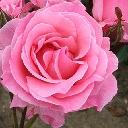 Rosa 'The Queen Elizabeth' (Flor)