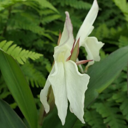 Roscoea humeana x cautleyoides Cream Form