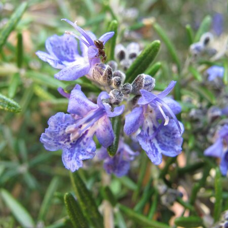 Rosmarinus 'Bear Hug'