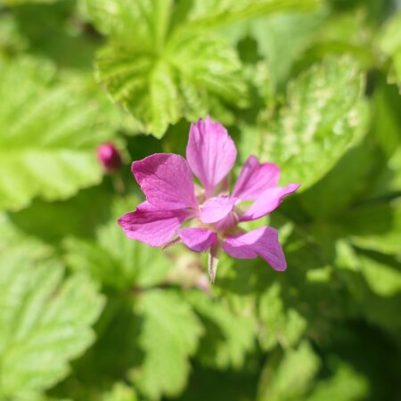 Rubus arcticus 'Sofia'