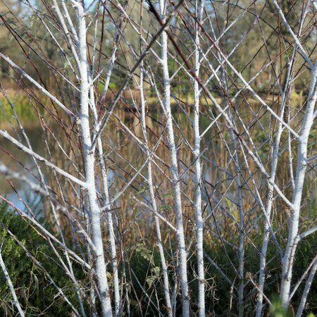 Rubus thibetanus (Silver Fern)