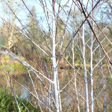 Rubus thibetanus (Silver Fern)