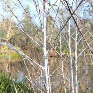 Rubus thibetanus (Silver Fern)