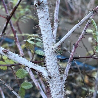 Rubus thibetanus (Silver Fern)