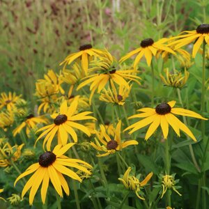 Rudbeckia fulgida 'Forever Gold' - image 1